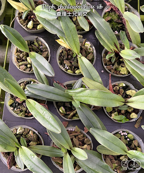 美琪園藝Miki Orchid - 批發專區